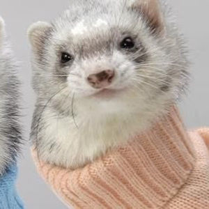 Meet your Posher, Hazel